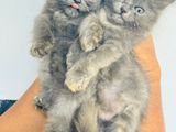 Persian Kittens