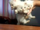 Persian Kittens