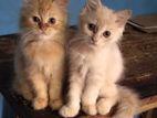 Persian Kittens