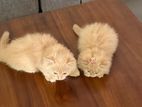 Persian Kittens