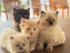 Persian kittens