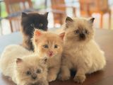 Persian kittens