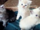 Persian Kittens