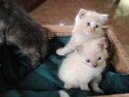 Persian Kittens