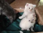 Persian Kittens