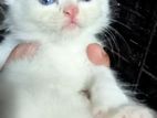 Persian Kittens
