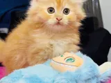 Persian Kittens