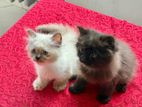 Persian Kittens