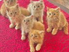 Persian Kittens