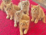 Persian Kittens