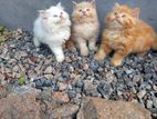 Persian Kittens