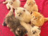 Persian Kittens