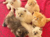 Persian Kittens