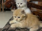 Persian Kittens