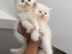 Persian Kittens
