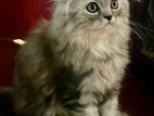 Persian Kittens