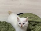 Persian Kittens