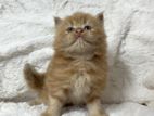 Persian Kittens