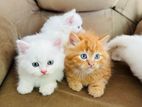 Persian Kittens