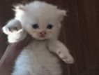 Persian kittens