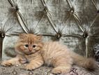 Persian Kittens