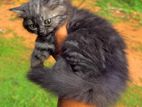 Persian Kittens