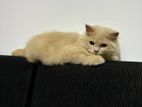 Persian Kitten