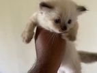 Persian Kitten