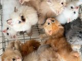 Persian Kittens