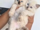 Persian Kittens