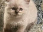 Persian Kittens