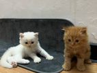 Persian Kittens