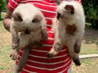 Persian Kittens