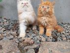 Persian Kittens