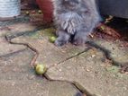 Persian Kittens