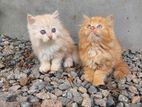 Persian Kittens