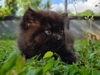 Persian Kittens