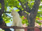 Persian Kittens