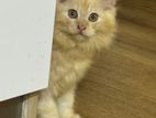 Persian Kittens