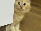 Persian Kittens