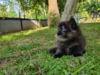 Persian kittens