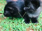 Persian Kittens