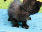 Persian Kittens
