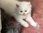 Persian Kittens