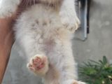 Persian Kittens