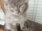 Persian Kittens