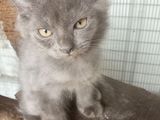 Persian Kittens