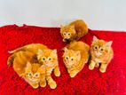 Persian kittens