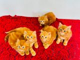 Persian Kittens
