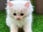 Persian Kittens